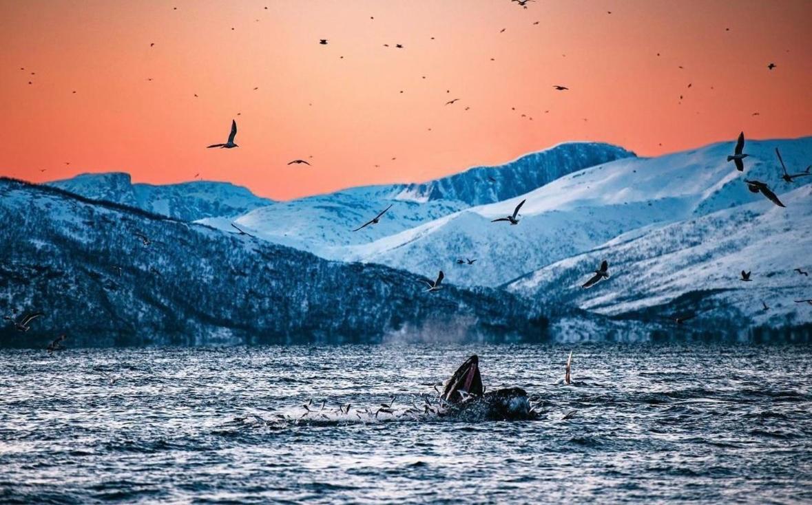 Arctic Loft Διαμέρισμα Skjervoy Εξωτερικό φωτογραφία